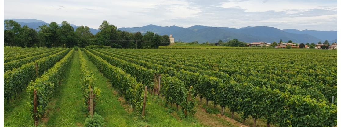 The vineyards of Franciacorta