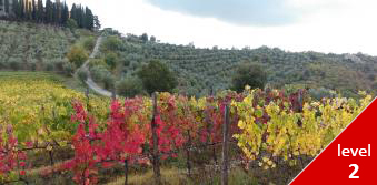 A Tuscan Harvest