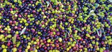 Olive Oil – Tuscany’s Liquid Gold